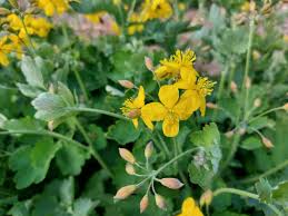 Attēlu rezultāti vaicājumam “Chelidonium majus”