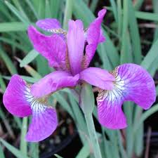 Attēlu rezultāti vaicājumam “Iris sibirica flower”
