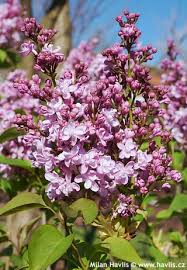 Attēlu rezultāti vaicājumam “Badhamia lilacina sessile”