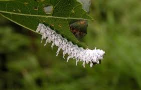Attēlu rezultāti vaicājumam “Eriocampa ovata larva”