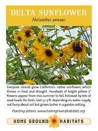 Image result for Helianthus annuus