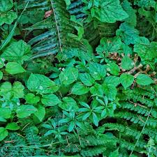 Attēlu rezultāti vaicājumam “Trichia alpina”
