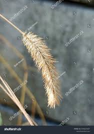 Attēlu rezultāti vaicājumam “Carex pseudocyperus female flower”