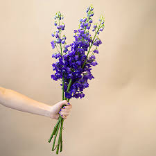 Attēlu rezultāti vaicājumam “Delphinium elatum  flower”