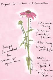 Image result for Sonnenhut