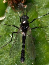 Attēlu rezultāti vaicājumam “Cricotopus male”