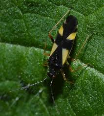 Attēlu rezultāti vaicājumam “Dryophilocoris flavoquadrimaculatus”