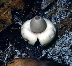 Attēlu rezultāti vaicājumam “Geastrum”