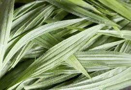 Attēlu rezultāti vaicājumam “Plantago lanceolata leaf”