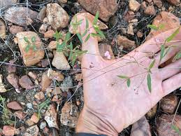 Attēlu rezultāti vaicājumam “Trichia erecta stalked”