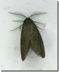 Attēlu rezultāti vaicājumam “Psyche casta”