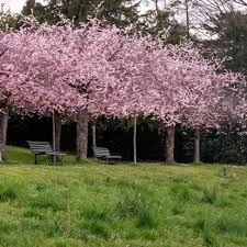 Attēlu rezultāti vaicājumam “Prunus (sakura)”