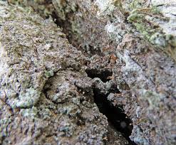 Attēlu rezultāti vaicājumam “Sclerophora coniophaea”