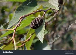 Attēlu rezultāti vaicājumam “Betula alleghaniensis fruit”