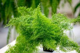 Image result for НЕФРОЛЕПИС (Nephrolepis