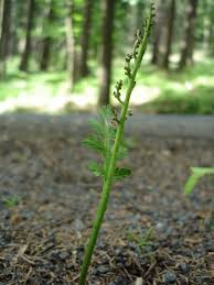 Attēlu rezultāti vaicājumam “Botrychium matricariifolium”