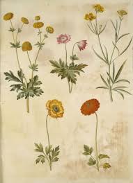 Attēlu rezultāti vaicājumam “Ranunculus acris”