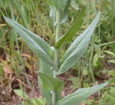 Attēlu rezultāti vaicājumam “Arabis glabra”