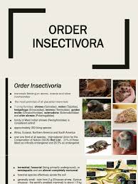 Attēlu rezultāti vaicājumam “Insectivora”