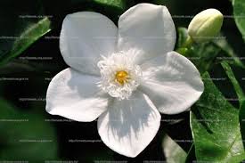 「水蘭」的圖片搜尋結果