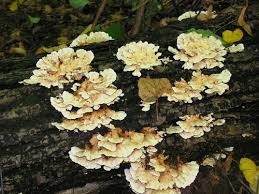 Attēlu rezultāti vaicājumam “Antrodiella semisupina”