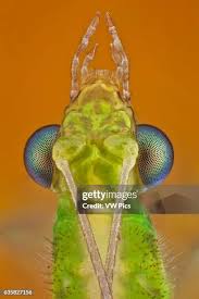 Attēlu rezultāti vaicājumam “Chrysopidae”