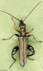 Attēlu rezultāti vaicājumam “Oedemera croceicollis”