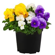 Image result for Hornveilchen