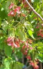 Attēlu rezultāti vaicājumam “Acer tataricum fruit”