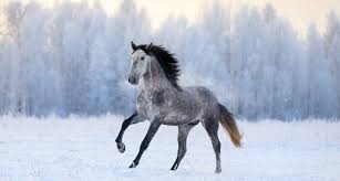 Afbeeldingsresultaat voor paarden