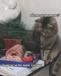 Image result for хомек
