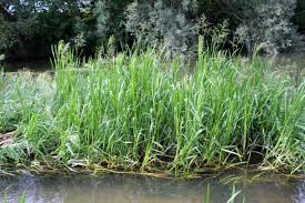 Attēlu rezultāti vaicājumam “Glyceria maxima”