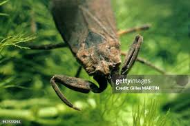 Attēlu rezultāti vaicājumam “Nepa cinerea imago”