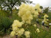 Attēlu rezultāti vaicājumam “Thalictrum lucidum”