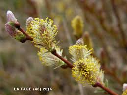 Attēlu rezultāti vaicājumam “Salix repens subsp. rosmarinifolia flower”