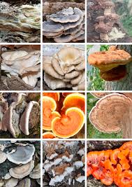 Attēlu rezultāti vaicājumam “Gloeophyllum trabeum”