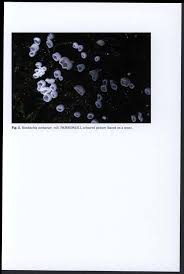 Attēlu rezultāti vaicājumam “Rimbachia neckerae”