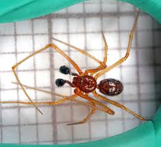 Attēlu rezultāti vaicājumam “Neottiura bimaculata female”