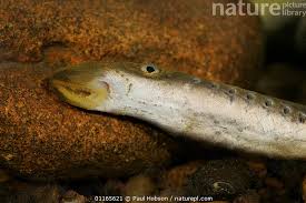 Attēlu rezultāti vaicājumam “Lampetra planeri”