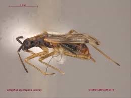 Attēlu rezultāti vaicājumam “Dicyphus sp.”