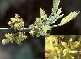 Attēlu rezultāti vaicājumam “Fraxinus pennsylvanica male flower”