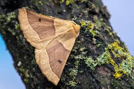 Attēlu rezultāti vaicājumam “Crocallis elinguaria”