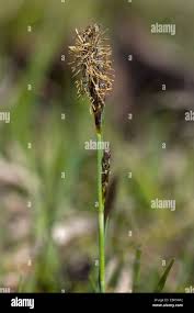 Attēlu rezultāti vaicājumam “Carex hostiana”