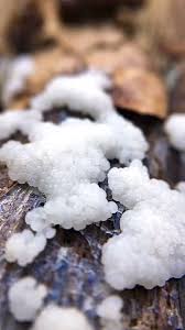 Attēlu rezultāti vaicājumam “Stemonitis splendens macro”