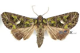 Attēlu rezultāti vaicājumam “Trachea atriplicis”