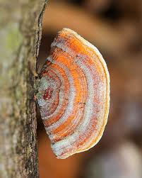 Attēlu rezultāti vaicājumam “Stereum fasciatum”