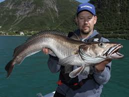 Image result for Merluccius merluccius