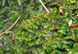 Attēlu rezultāti vaicājumam “Diplophyllum albicans”