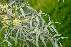 Attēlu rezultāti vaicājumam “Salix alba”