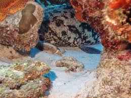 Image result for Epinephelus itajara